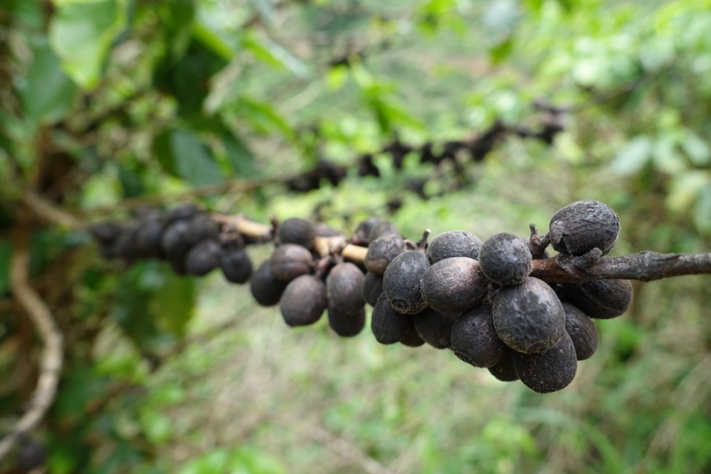 منطق طرق جانبية لزج  طرق إنتاج القهوة في البرازيل - زراعة القهوة ومصادرها - مجتمع القهوة